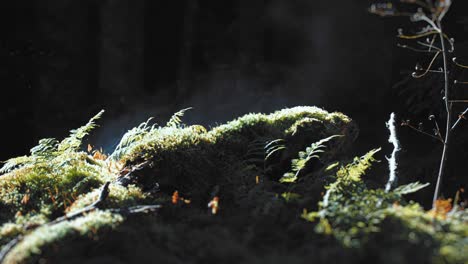 A-close-up-of-the-sunlit-green-ferns-on-the-mossy-forest-floor-with-a-dark-background