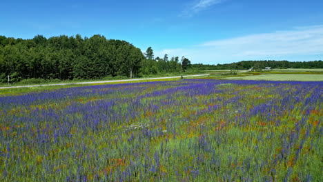 Lavender-field,-green-and-purple,-low-drone-flight-view