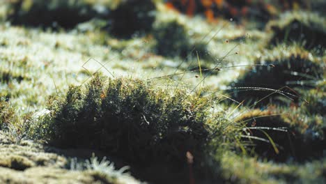 Eine-Nahaufnahme-Der-Grasbedeckten-Hügel,-Die-Mit-Tau-Bedeckt-Sind