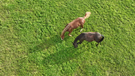 Vista-Aérea-De-Dos-Caballos-Pastando-En-Un-Exuberante-Campo-Verde,-Visto-Desde-Arriba