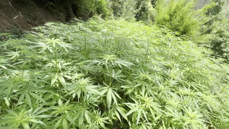 Anbau-Von-Marihuana-Und-Cannabis-Im-Dorf