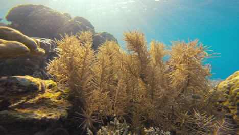 Die-Weichkorallen-Rollen-Sanft-In-Der-Meeresströmung-Und-Bilden-Eine-Wunderschöne-Unterwasserlandschaft-Voller-Verschiedener-Meeresarten,-Aufgenommen-In-Raja-Ampat,-Indonesien