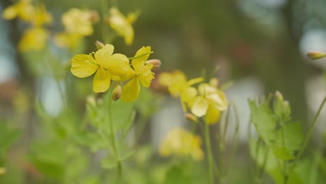 Schöllkraut-Blüht-Im-Garten.-Nahaufnahme