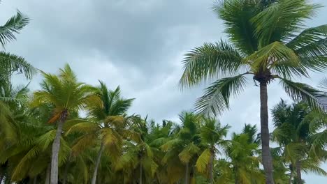 Palm-trees-sway-gently-under-a-cloudy-sky-in-Bayahíbe,-Dominican-Republic