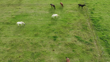 Vista-Aérea-De-Un-Prado-Verde-Con-Cinco-Caballos-Pastando-Y-Caminando.