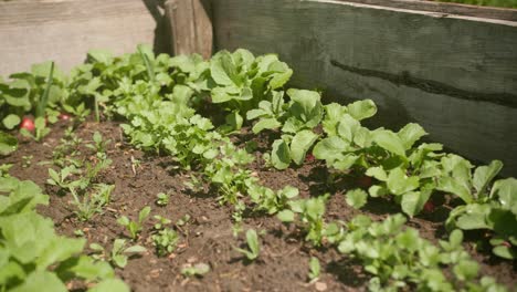 A-close-up-view-of-a-garden-bed-with-rows-of-radish-and-coriander-plants-growing-in-rich-soil