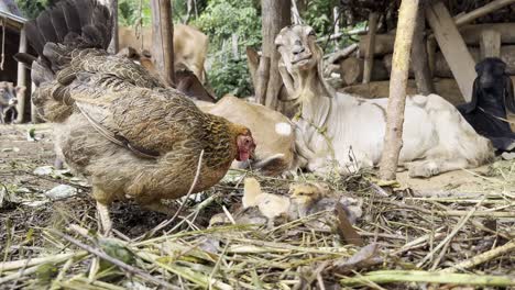 chicken-and-chicks-in-the-village