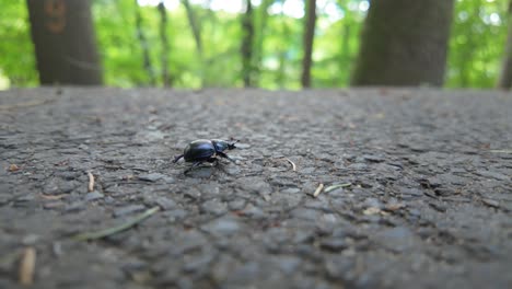 Un-Escarabajo-Negro-Caminando-Por-Un-Sendero-Forestal,-Primer-Plano,-Durante-El-Día.