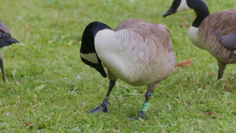 Gansos-Canadienses,-Aves,-Animales-En-Su-Entorno-Natural-En-El-Parque,-Episodio-De-Escena-De-Vida-Salvaje