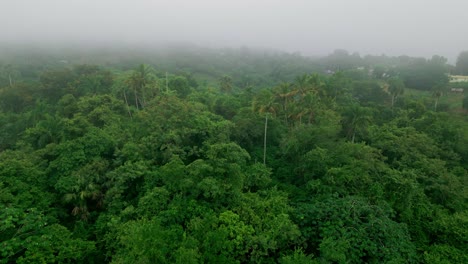 Exploración-Aérea-Brumosa:-Avanzando-Sobre-El-Bosque-Verde