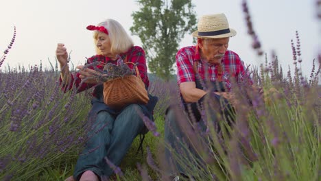 Abuelo-Mayor-Abuela-Familia-De-Agricultores-Cultivando-Plantas-De-Lavanda-En-Actividades-De-Jubilación-En-El-Jardín