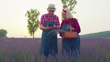 Senior-grandfather,-grandmother-farmers-growing-lavender,-holding-digital-tablet,-examining-harvest