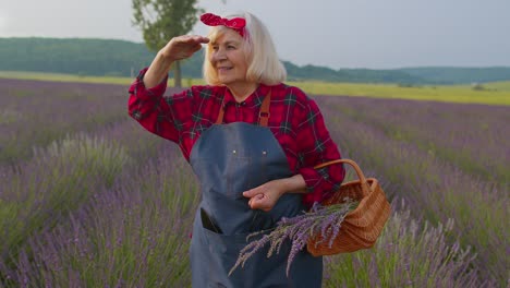 Senior-old-grandmother-farmer-gathering-lavender-flowers-on-basket-on-herb-garden,-showing-thumbs-up