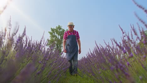 Hombre-Mayor-Abuelo-Granjero-Recogiendo-Flores-De-Lavanda-En-El-Jardín-De-Hierbas-De-Verano,-Negocio-Ecológico-Agrícola