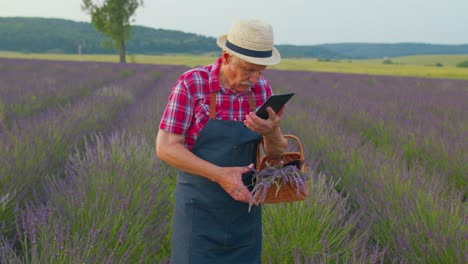 Großvater,-Ein-älterer-Bauer,-Der-Lavendel-Auf-Einem-Feld-Anbaut,-Ein-Digitales-Tablet-In-Der-Hand-Hält-Und-Die-Ernte-Untersucht