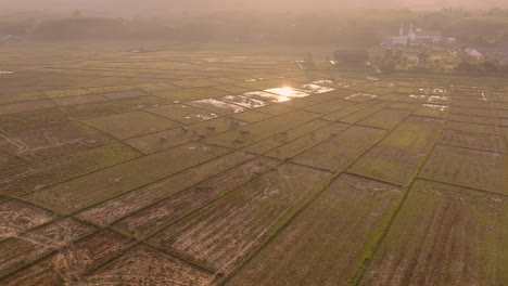 Imágenes-Aéreas-En-4k-De-Vacas-Caminando-Por-Campos-De-Arroz-Durante-Un-Amanecer-En-Tailandia,-Asia,-Koh-Yao-Noi