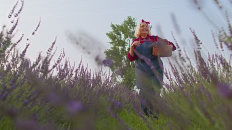 Senior-old-grandmother-farmer-gathering-lavender-flowers-on-field,-dancing,-celebrating-success-win