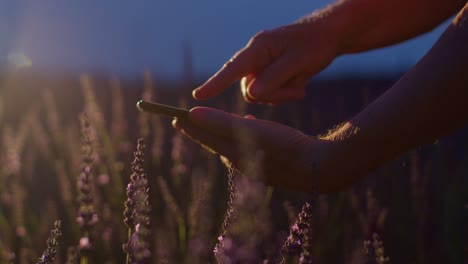 Senior-farmer-man-agronomist-hands-business-owner-touching-digital-tablet-computer-in-lavender-field