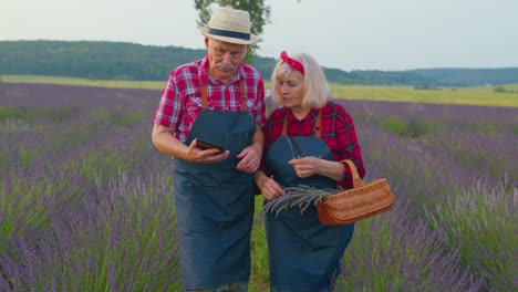 Ältere-Landwirte-Großvater-Großmutter-In-Feld-Wächst-Lavendel-Untersuchen-Ernte-Auf-Digital-Tablette