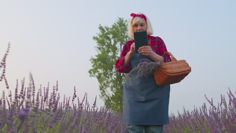 Abuela-Granjera-Cultivando-Lavanda,-Sosteniendo-Una-Tableta-Digital-Y-Examinando-La-Cosecha-En-El-Campo