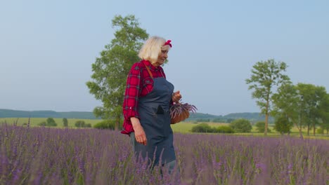 Abuela-Mayor-Agricultor-Cultivando-Plantas-De-Lavanda-En-Jardín-De-Hierbas,-Actividades-De-Jubilación