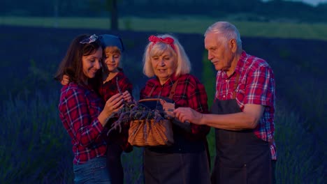 Abuelos-Mayores-Nieta-Agricultores-Cultivando-Plantas-De-Lavanda-En-El-Campo-Del-Jardín,-Empresa-Familiar