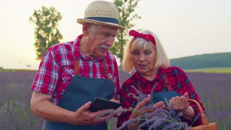 Senior-farmers-grandfather-grandmother-in-field-growing-lavender-examining-harvest-on-digital-tablet