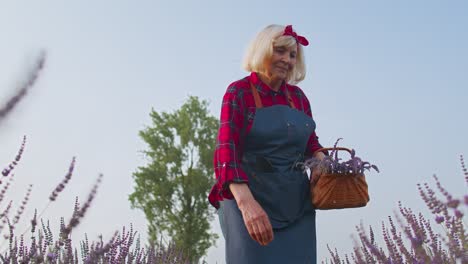 Ältere-Großmutter,-Bäuerin,-Die-Lavendel-In-Einem-Blühenden-Feld-Mit-Violetten-Lavendelblüten-Anbaut