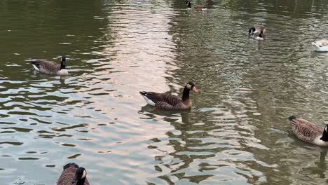 Patos-Y-Cisnes-Salvajes-En-El-Parque-St-James,-Londres,-Reino-Unido,-Aves