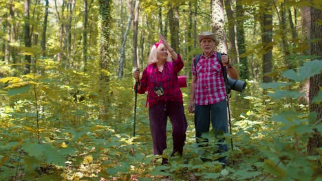 Senior-grey-haired-grandmother-grandfather-tourists-hiking-with-backpacks-and-trekking-poles-in-wood