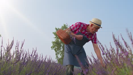 Senior-farmer-worker-grandfather-man-in-organic-field-growing,-gathering-purple-lavender-flowers