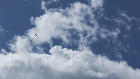 70-mm-Drohnenaufnahme-Des-Majestätischen-Flugs-Eines-Geiers-Am-Himmel-Vor-Dem-Hintergrund-Einer-Großen-Weißen-Wolke,-Begleitet-Von-Einem-Weiteren-Geier-In-Größerer-Höhe.-Die-Aufnahme-Erfolgt-In-Zeitlupe.