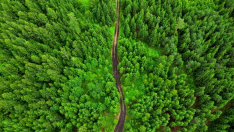 Aerial-top-down-shot-of-a-road-passing-through-dense-rainforest-with-long-tall-green-trees