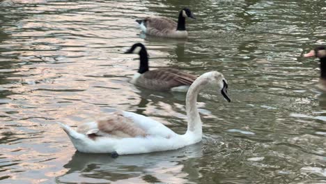 Young-swan-and-wild-ducks-in-St-James's-Park-London,-United-Kingdom-birds