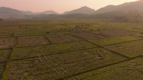 4K-aerial-drone-footage-of-cows-walking-through-rice-fields-during-a-sunrise-in-Thailand,-Asia,-Koh-Yao-Noi