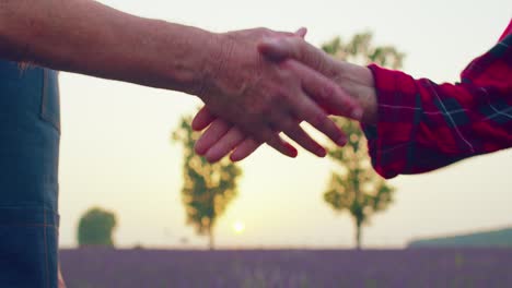 Händeschütteln-Zwischen-Senior-Großvater-Großmutter-Bauern-In-Blühenden-Feld-Von-Lavendelblüten