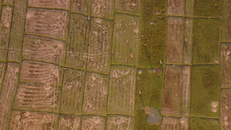 4K-aerial-drone-footage-of-cows-walking-through-rice-fields-during-a-sunrise-in-Thailand,-Asia,-Koh-Yao-Noi