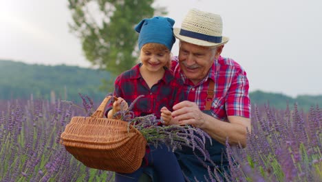 Senior-grandfather-with-child-girl-kid-farmers-growing-lavender-plant-in-herb-garden-field,-teamwork