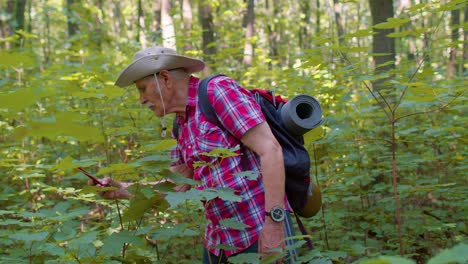 Rentner,-älterer-Großvater,-Abenteurer,-Der-Waldbäume-Und-Pflanzen-Mit-Dem-Smartphone-Im-Wald-Erkundet