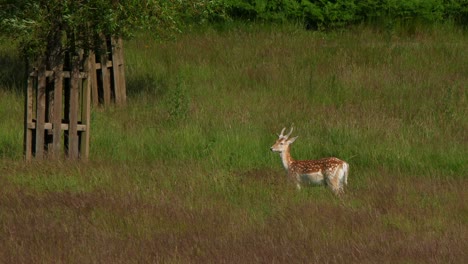 Junge-Männliche-Damhirsche-Im-Richmond-Park,-London