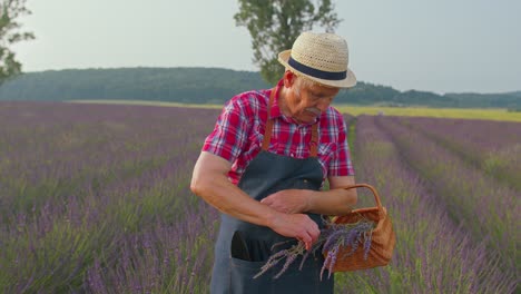 Abuelo-Granjero-Mayor-En-El-Campo-Cultivando-Lavanda-Púrpura,-Celebrando-El-éxito,-Gesto-Ganador