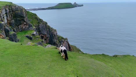 Black-and-white-hardy-Gypsy-Cob-pony,-rugged-Welsh-coastline,-aerial