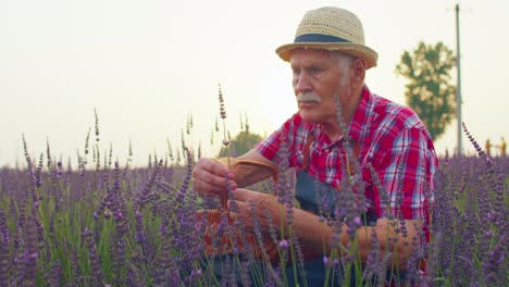 Anciano-Abuelo-Granjero-Cultivando-Plantas-De-Lavanda-En-El-Campo-Del-Jardín-De-Hierbas,-Negocio-Ecológico-Agrícola