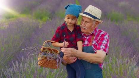 Senior-grandfather-with-granddaughter-kid-family-farmers-growing-lavender-plant-in-herb-garden-field