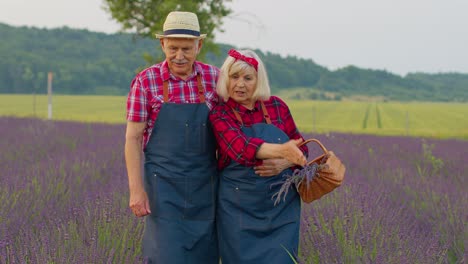 Hombre-Mujer-Mayor-Abuelo-Abuela-Agricultores-Recogiendo-Flores-De-Lavanda-En-El-Jardín-De-Campo-De-Verano