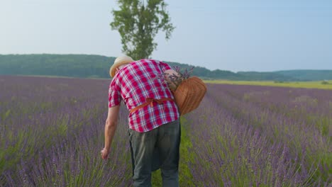 Hombre-Mayor-Abuelo-Agricultor-Cultivando-Plantas-De-Lavanda-En-El-Jardín-De-Hierbas,-Actividades-De-Jubilación