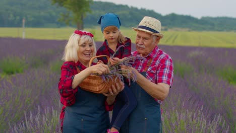 Abuelos-Mayores-Nieta-Agricultores-Cultivando-Plantas-De-Lavanda-En-El-Campo-Del-Jardín,-Empresa-Familiar