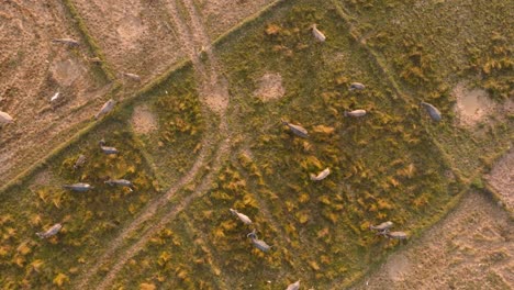 4K-Luftaufnahmen-Von-Drohnen-Von-Kühen,-Die-Bei-Sonnenaufgang-In-Thailand,-Asien,-Koh-Yao-Noi-Durch-Reisfelder-Laufen,-Draufsicht,-Reiherflug