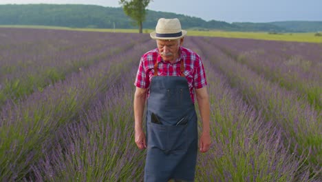 Senior-grandfather-man-farmer-growing-lavender-in-blooming-flowers-field-of-purple-lavender-flowers