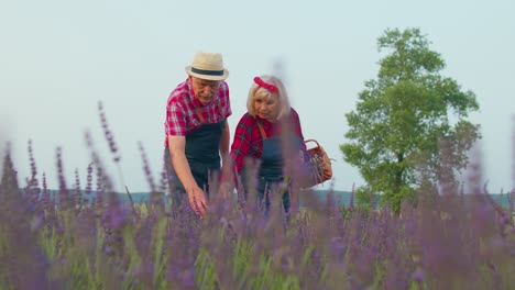 Abuelo-Mayor-Abuela-Agricultores-Que-Cultivan-La-Cosecha-De-Plantas-De-Lavanda-En-Un-Jardín-Floreciente-De-Hierbas